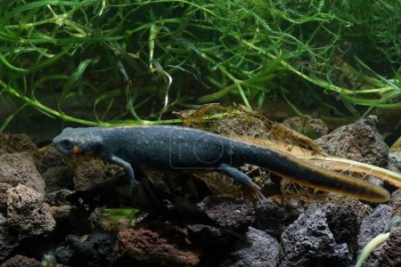 Closeup on the endangered Chinese Blue-tailed chuxiong, fire-bellied newt, Cynops or Hypesolotriton cyanurus , under water