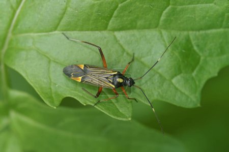 Natural closeup on the colorful adult Fine streaked bugkin, Miris striatus , sitting on an oak leaf