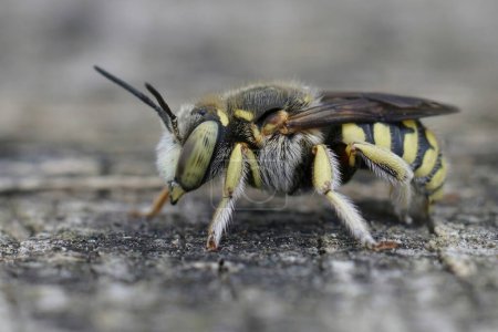 Detailed closeup on a Lot's Woolcarder, Anthidium loti from the Gard, France