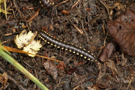 Detailed closeup on the Yellow-spotted Millipede, Harpaphe haydeniana on the forest floor