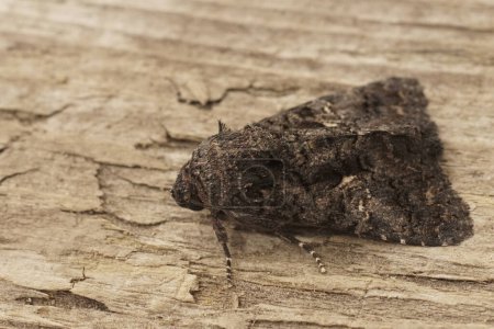 Natural closeup on the dark Sorcered Owlet moth, Aedia leucomelas sitting on wood