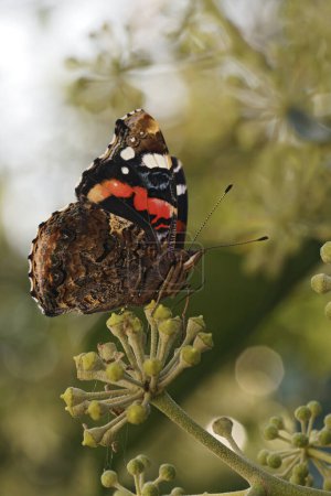 Primer plano vertical natural sobre una mariposa almirante roja, Vanessa atalanta alimentándose de una hiedra siempreverde europea floreciente, Hedera helix en el otoño