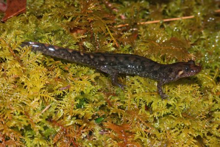 Primer plano natural en una salamandra de sello, Desmognathus monticola, sentado sobre musgo verde