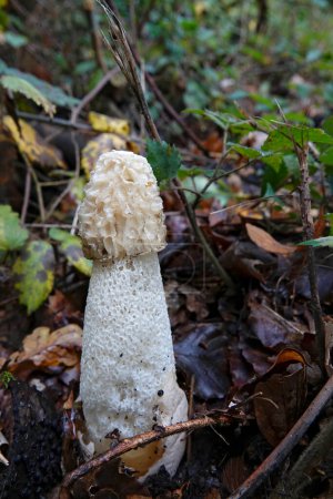 Natural vertical closeup on an aged the common stinkhorn mushroom, Phallus impudicus ommiting a bad smell