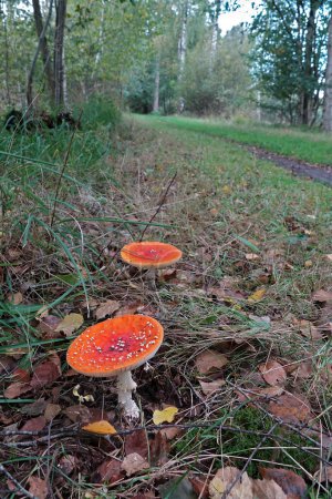 Natural closeup on a two red highly toxic Fly agaric mushroom, Amanita muscaria, along a walking road
