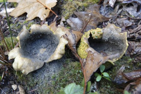Natürliche Nahaufnahme auf zwei geöffneten gemeinsamen Erdball oder Schweinehaut Gift-Puffball-Pilz, Scleroderma citrinum auf dem Waldboden
