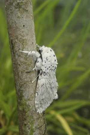 Natural Closeup on the white Lesser Puss Moth , Cerura erminea in the garden