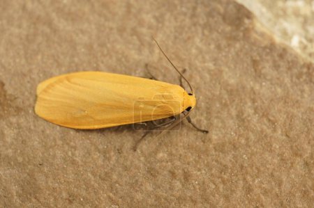 Detailed closeup on an Orange foot man tusssock moth, Eilema sororcula, sitting on a stone