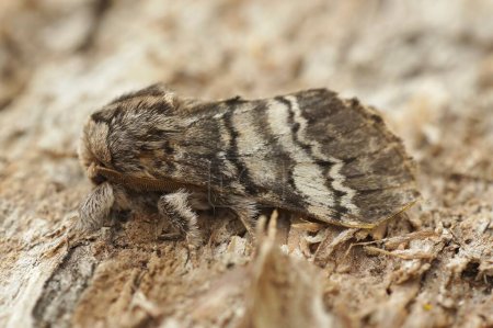 Detailed closeup on white striped Drymonia ruficornis, the lunar marbled brown moth, sitting on wood