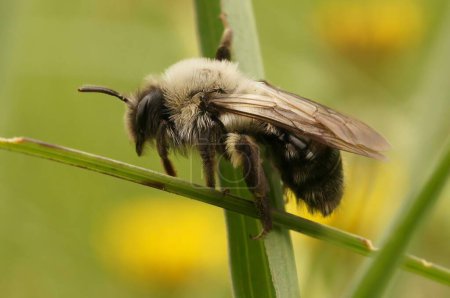 Natural closeup on a female Grey-backed mining bee, Andrena vaga sitting on a grass-straw