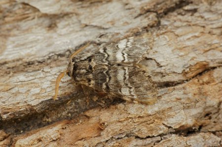 Acercamiento detallado en blanco rayado Drymonia ruficornis, la polilla marrón de mármol lunar, sentado en la madera