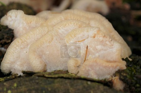 Natural closeup on the white trembling Merulius or jelly rot, Phlebia tremellosa