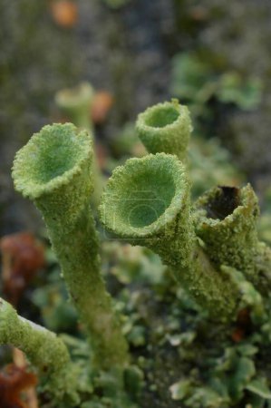 Natürliche vertikale Nahaufnahme auf der grünen Trompetenflechte Cladonia fimbriata, die im Moos auftaucht