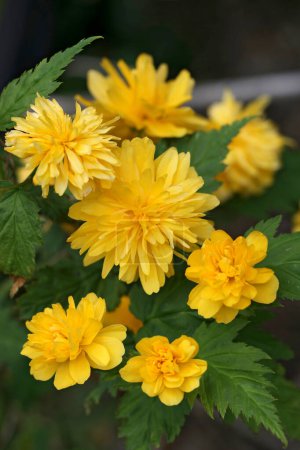 Natural closeup on the rich and yellow flowering Japanese kerria or rose, Kerria japonica