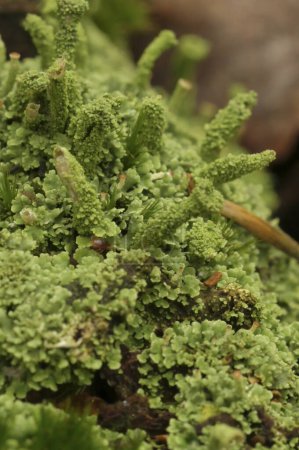 Natural closeup on the small green powderhorn cup lichen , Cladonia coniocraea
