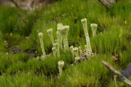 Gros plan naturel sur le lichen de la coupe de trompette verte, Caldonia fimbriata émergeant dans la mousse