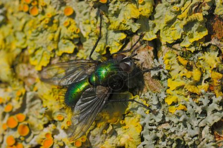 Detailed closeup on a European metallic green tachinid fly, Gymnocheta viridis, warming up at the bark of a tree