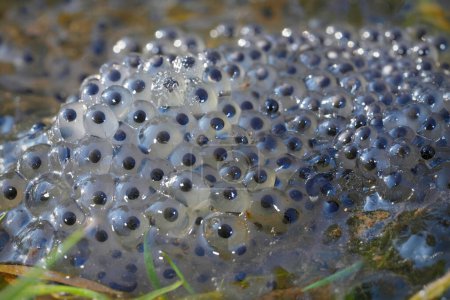 Natural closeup on a cluster of European brown frog eggs, Rana temporaria at the border of a pond