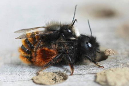 Natürliche Nahaufnahme einer Kopulation einer männlichen und weiblichen europäischen gehörnten Maurerbiene, Osmia cornuta auf einem Bienenhotel