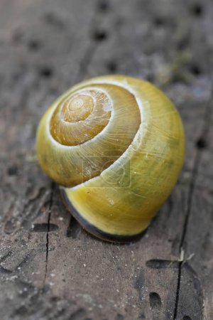 Natural vertical closeup on a green colored Lemon snail, Cepaea nemoralis, sitting on wood