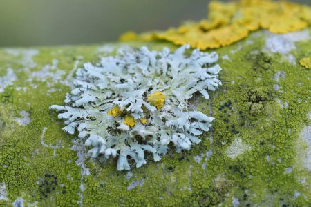 Natural closeup on a grey-colored Hooded rosette lichen, Physcia adscendens, on a branch