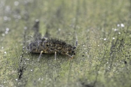 Natural closeup on a hairy slender springtail, Orchesella villosa sitting on a piece of wood