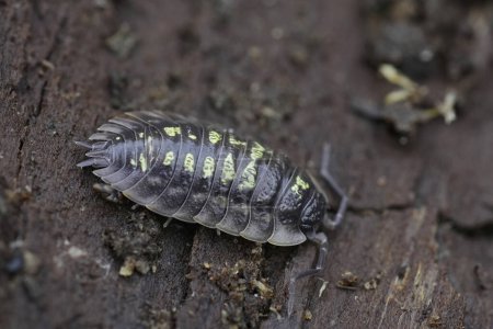 Detailed closeup on a nice colored Common shiny woodlouse, Oniscus asellus sitting on wood