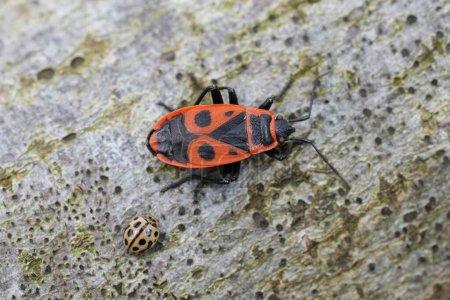 Gros plan détaillé sur un insecte suceur de sève feu rouge ou insecte tilleul, Pyrrhocoris apterus assis sur du bois