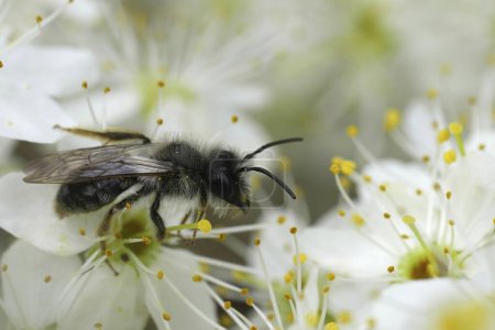 Gros plan détaillé sur une abeille mineuse mâle à dos gris, Andrena vaga assise sur le nerprun à fleurs blanches, Prunus spinosa