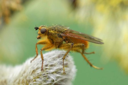 Foto de Primer plano natural sobre una mosca de estiércol de oro, Scathophaga stercoraria sentado sobre una cabra Sauce pegamento - Imagen libre de derechos