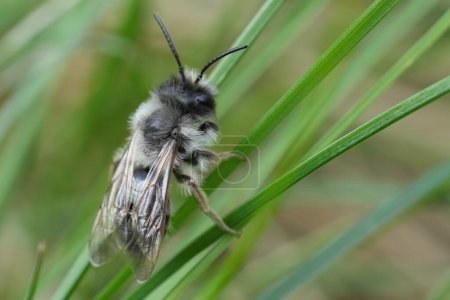 Gros plan détaillé sur une abeille minière mâle à dos gris, Andrena vaga assis dans l'herbe