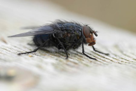 Primer plano detallado natural sobre la mosca Common Bluebottle, Calliphora vicina sentado sobre madera