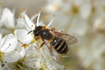 Natural closeup on a female Yellow-legged mining bee, Andrena flavipes on an early white flowering Blackthorn, Prunus spinosa