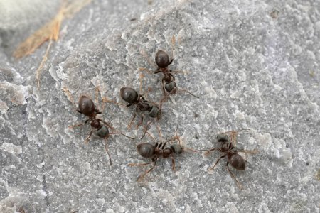 Primeros planos detallados de un grupo de cinco hormigas negras del jardín, Lasius niger sentado en madera