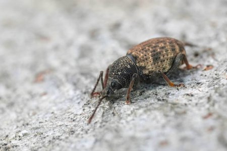 Primeros planos detallados de una pequeña especie de escarabajo picudo europeo marrón, Otiorhynchus raucus sentado sobre madera
