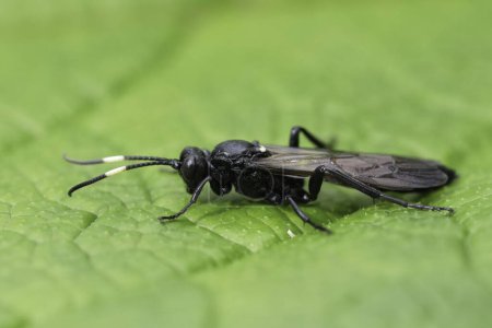 Detailed closeup on a dark black overwintering Ichneumonid wasp, Ichneumon lugens sitting on a green leaf