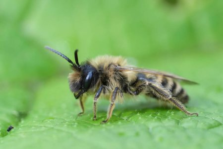 Natural detailed closeup on a male yellow-legged mining bee, Andrena flavipes on a green leaf