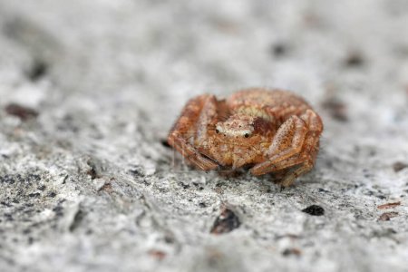 Gros plan détaillé sur une petite araignée de crabe, Xysticus assis sur du bois