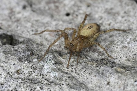 Gros plan détaillé sur une araignée bourdonnante, Anyphaena accentuata assise sur du bois