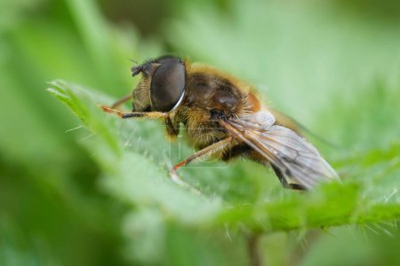 Detailed closeup on a tapered drone fly, Eristalis pertinax sitting on a green leaf