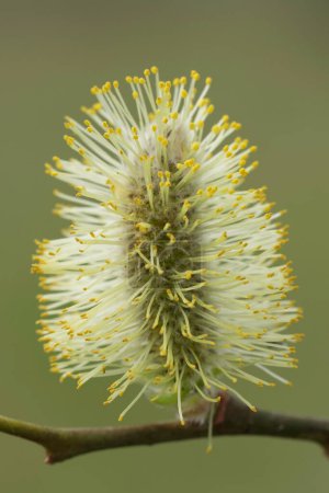 Natural closeup on a pollen loaded male yellow flower catkin of Goat willow, Salix caprea