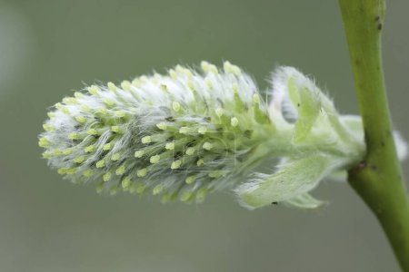 Natural closeup on a female flower of the Goat willow, Salix caprea