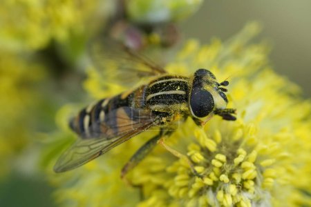 Primeros planos detallados de una mosca zancuda Hayling Billy, Helophilus pendulus alimentando polen amarillo de un amentos de sauce