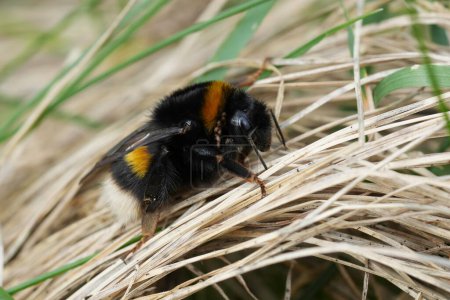 Detailed closeup on a large bulky queen buff-tailed bumblebee, Bombus terrestris sitting on a the ground