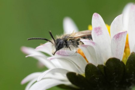 Gros plan naturel sur l'abeille mineuse mâle à ventre rouge, Andrena ventralis dans une fleur de marguerite commune blanche jaune, Bellis perennis