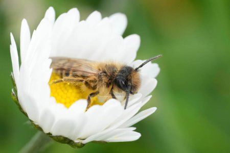 Natural closeup on male Yellow-legged mining bee, Andrena flavipes in hte yellow white common daisy flower, Bellis perennis