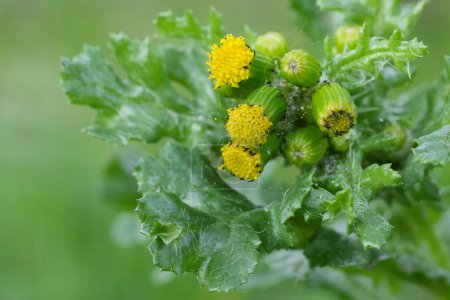 Photo for Natural closeup on a flowerhead of the groundsel and old-man-in-the-spring wildflower, Senecio vulgaris - Royalty Free Image