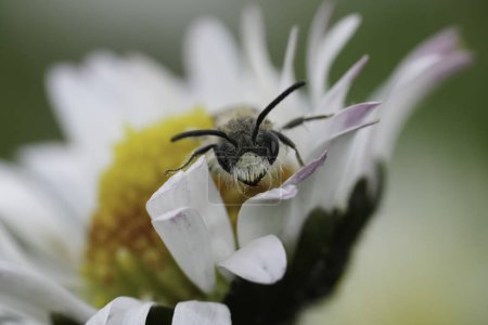 Natural frontal closeup on male red-bellied miner mining bee, Andrena ventralis in a yellow white common daisy flower, Bellis perennis