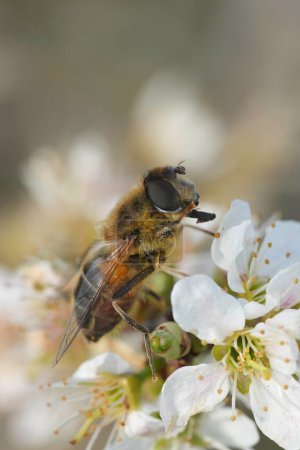 Natural vertical soft closeup on a drone fly, Eristalis pertinax sitting on a white blossoming Blackthorn, Prunus spinosa