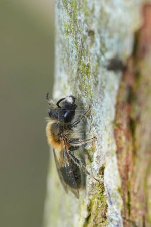 Natural vertical closeup on a female mellow miner solitary bee, Andrena mitis sitting on the bark of a tree